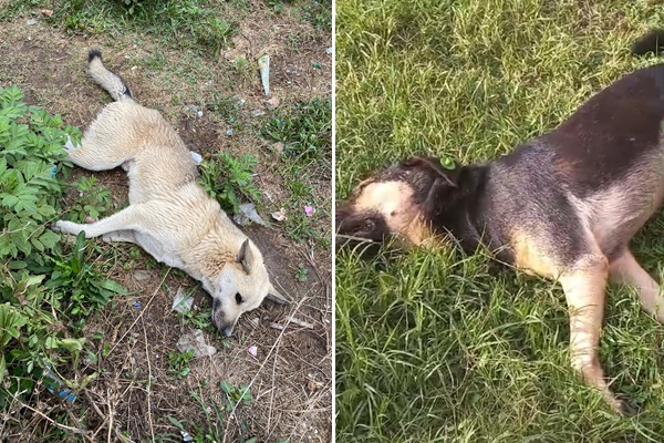 Köpek Zehirlemelerine Karşı Bir Araya Geliyoruz