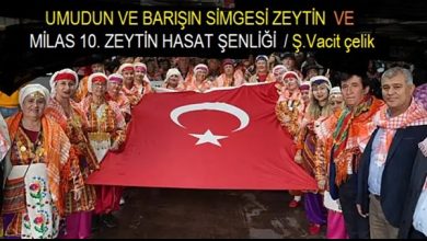 Umudun ve Barışın Simgesi Zeytin